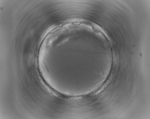 X0000069360810200606091559