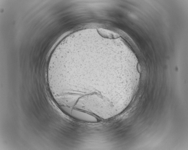 X0000069360852200606091559