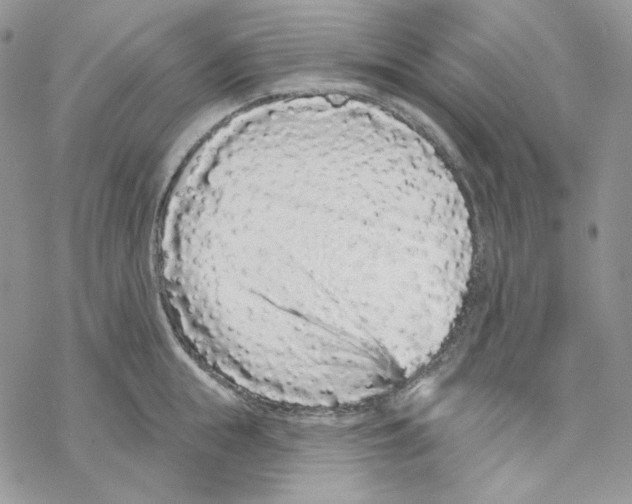 X0000069360855200606091559