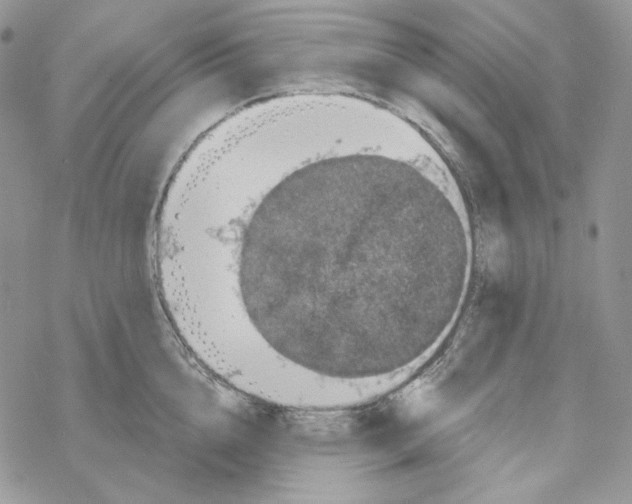 X0000069360856200606091559