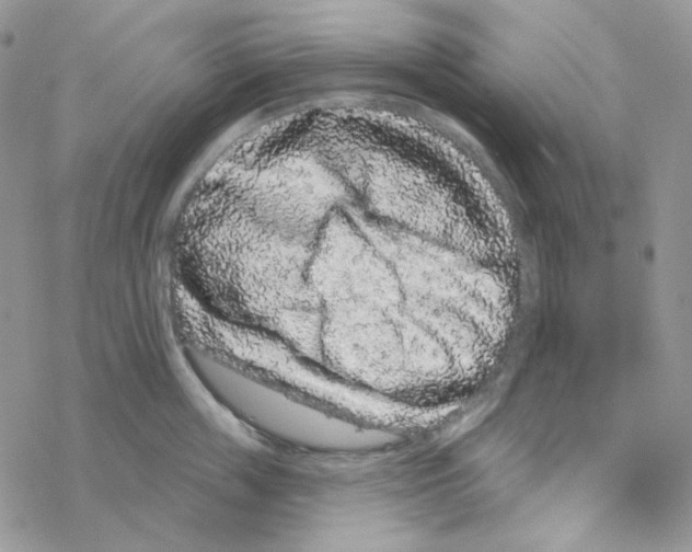 X0000069360859200606091559