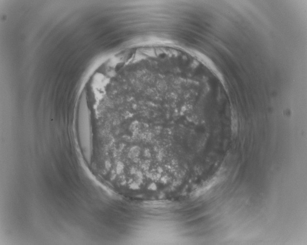 X0000069360863200606091559