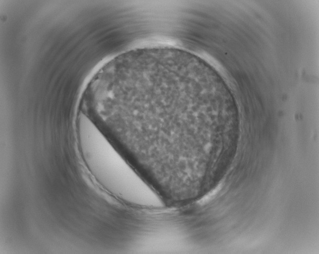 X0000069360864200606091559