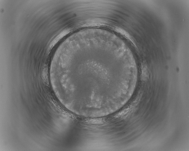 X0000069360874200606091558