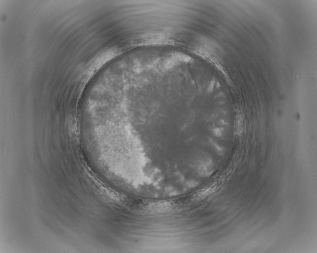 X0000069360882200606091558