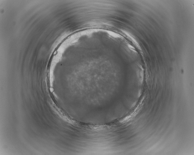 X0000069360899200606091558