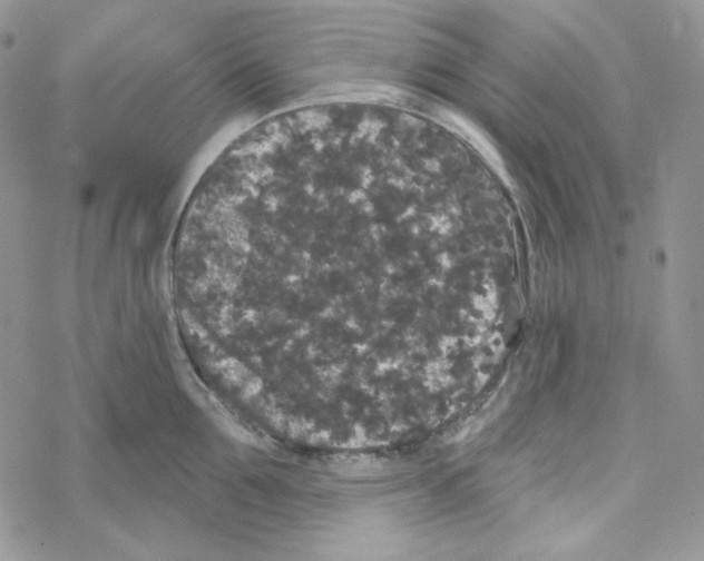 X0000069360907200606091558