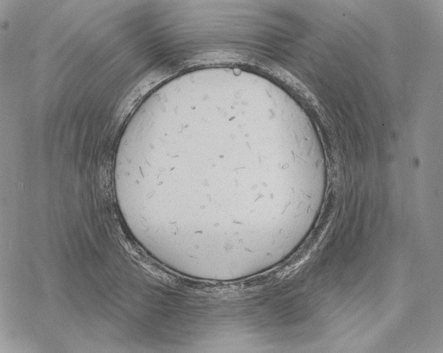 X0000069360937200606091557