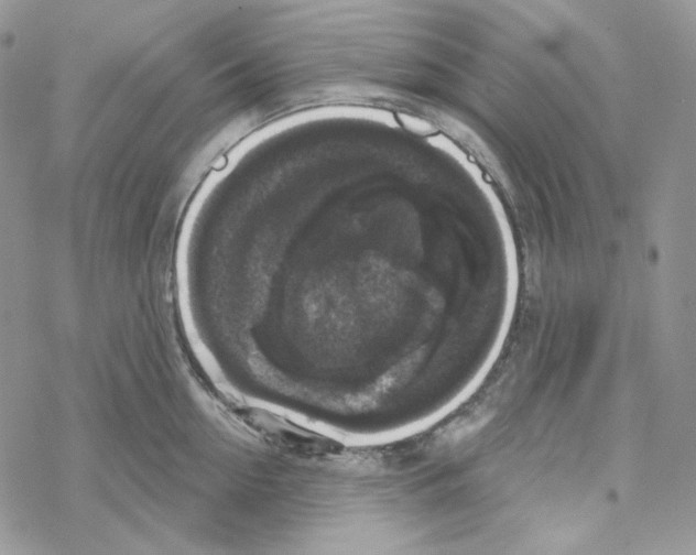 X0000069360954200606091558