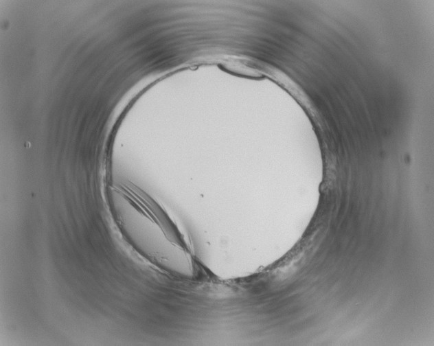 X0000069360955200606091558