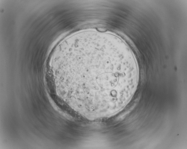 X0000069360957200606091558