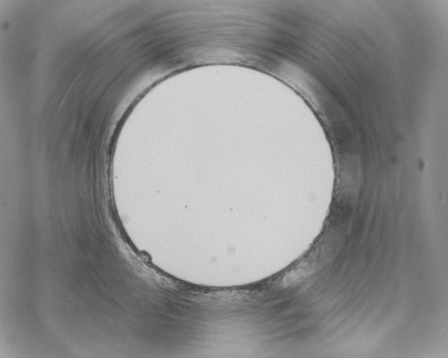 X0000069361000200606091556