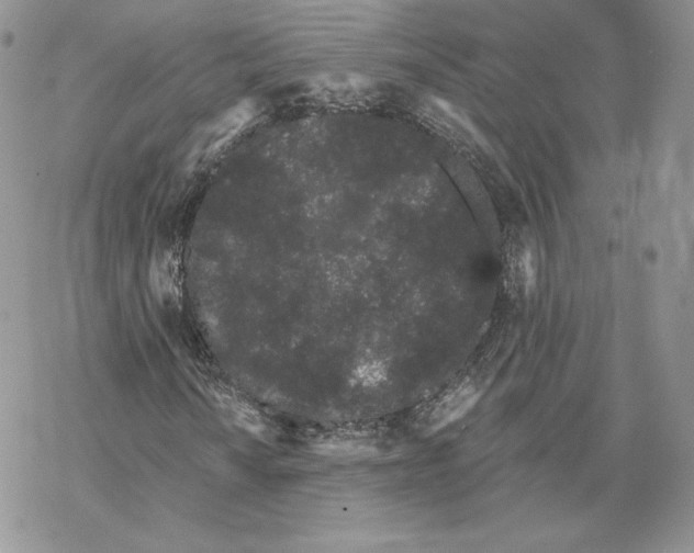 X0000069361010200606091555