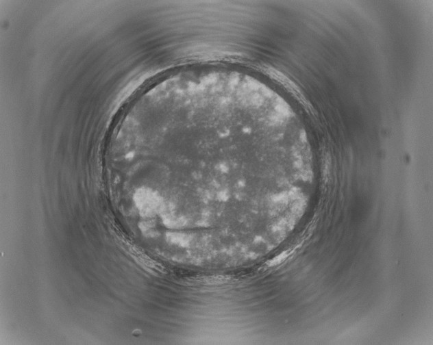 X0000069361023200606091556