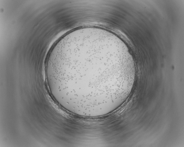 X0000069361036200606091556