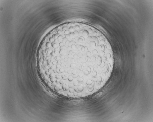 X0000069361044200606091556