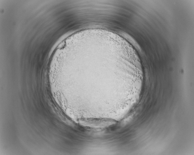 X0000069361052200606091556