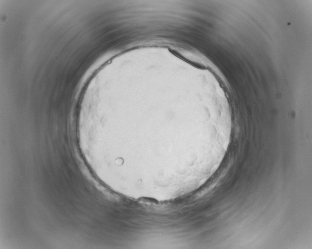 X0000069361053200606091556