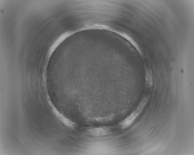 X0000069361054200606091556