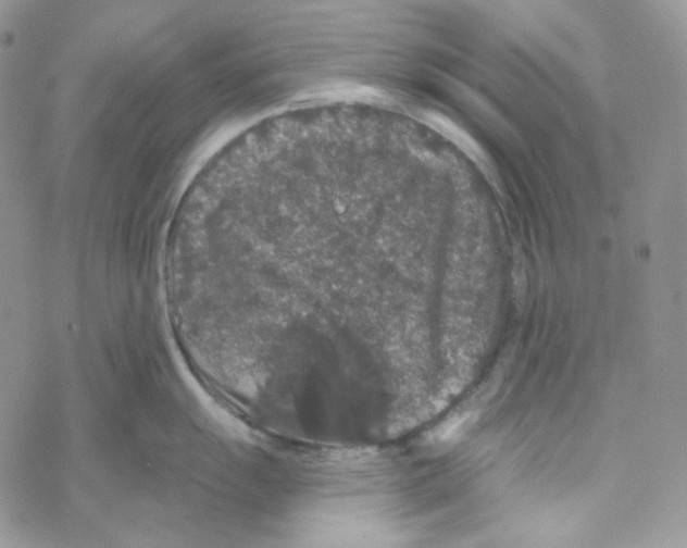 X0000069361055200606091556