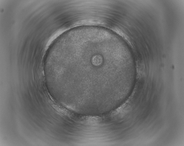 X0000069361070200606091555