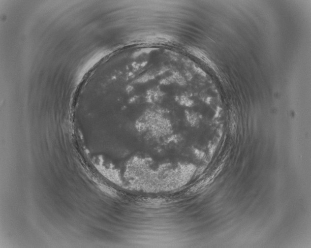 X0000069361071200606091555