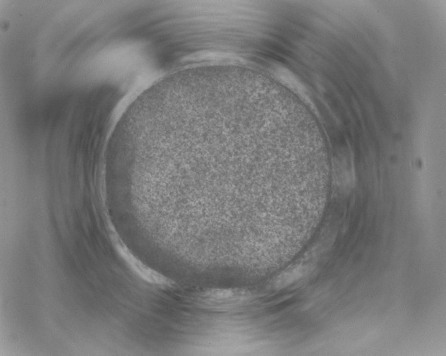 X0000069361098200606091555