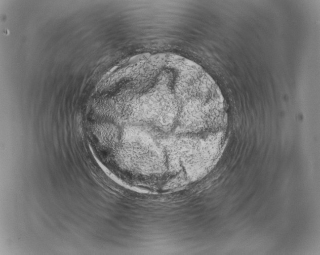 X0000069361106200606091554