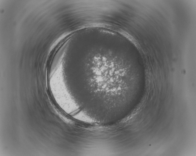 X0000069361127200606091554