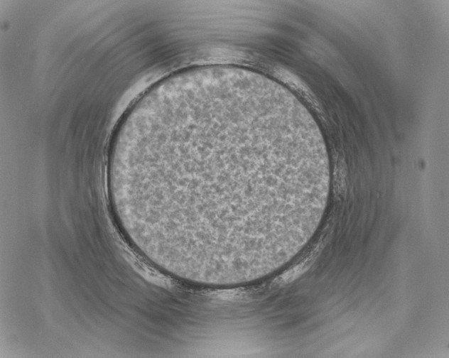 X0000069361130200606091554