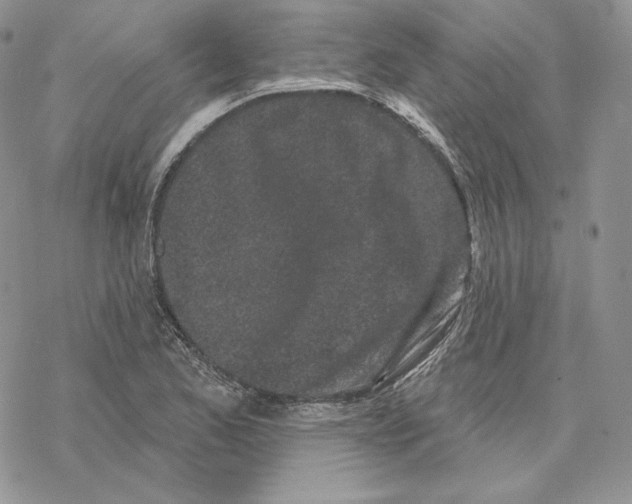 X0000069361173200606091553