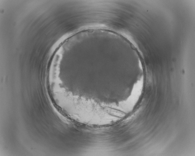 X0000069361245200606091553