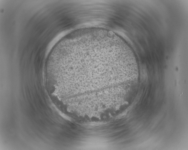 X0000069361294200606091551