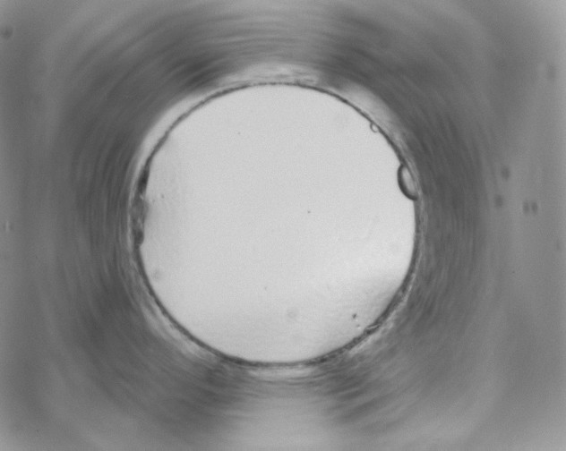 X0000069361296200606091551