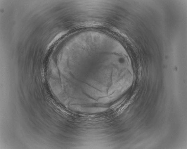 X0000069361306200606091551