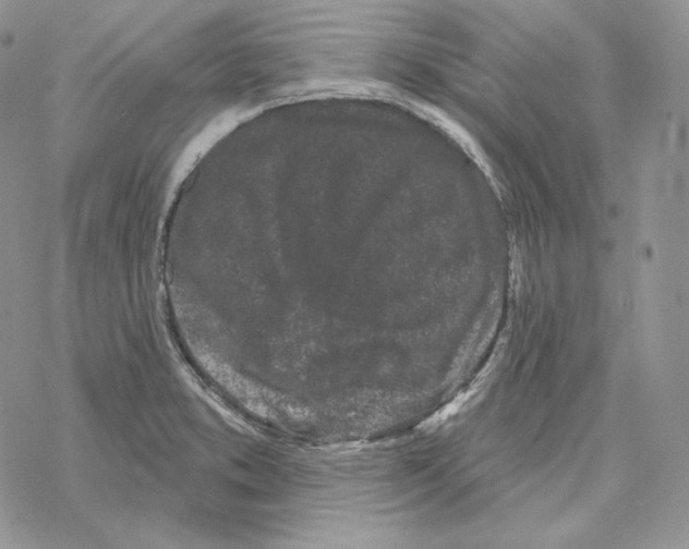 X0000069361373200606091550