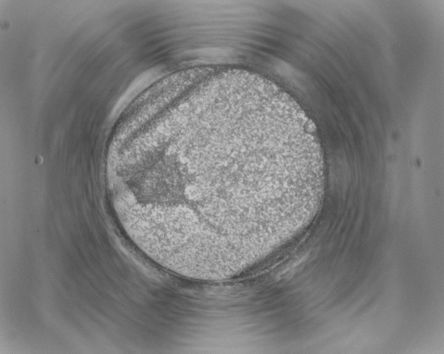 X0000069361378200606091550