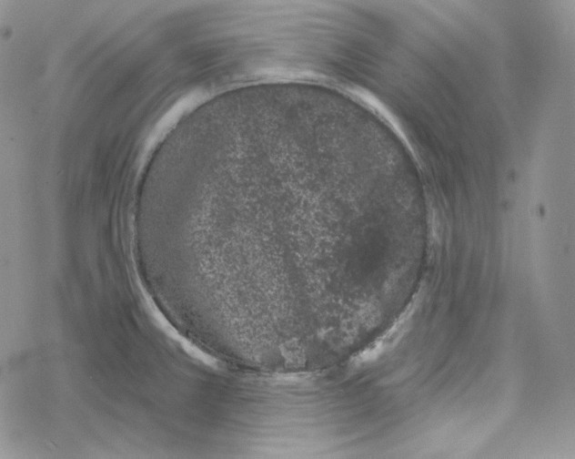 X0000069361381200606091550