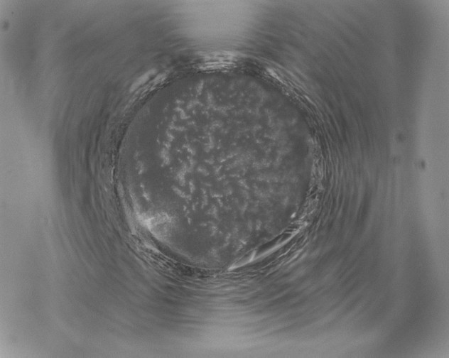 X0000069361441200606091549