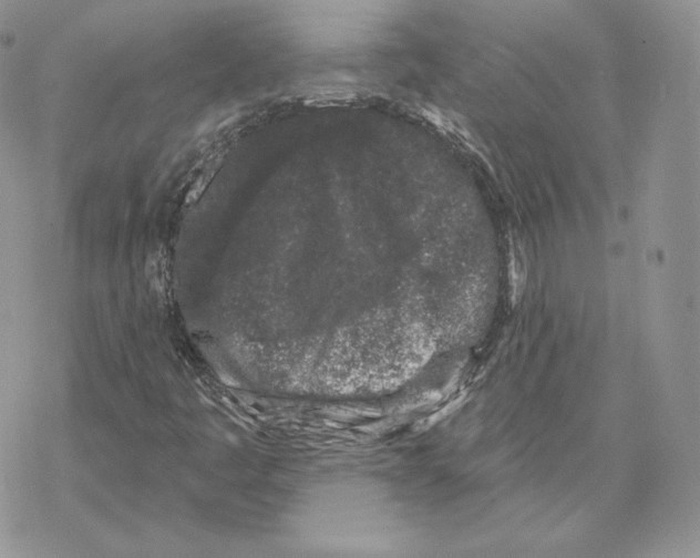 X0000069361445200606091549