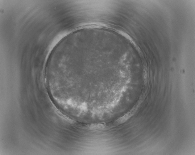 X0000069361466200606091549