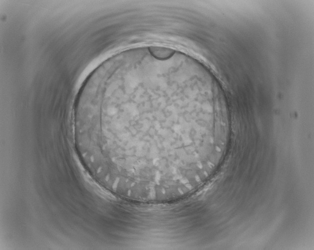 X0000069361522200606091548