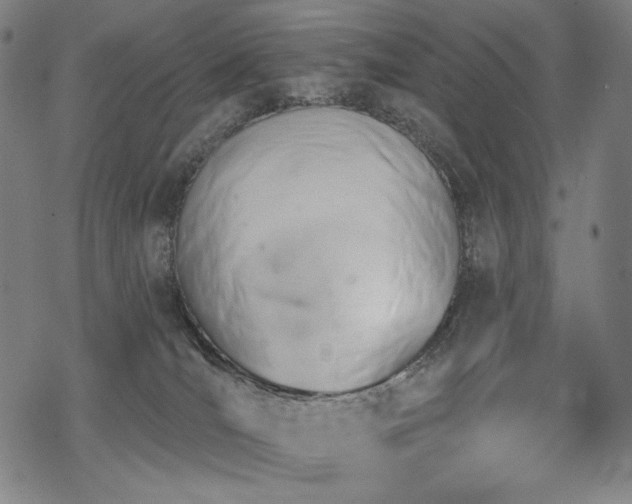 X0000069380036200605121157