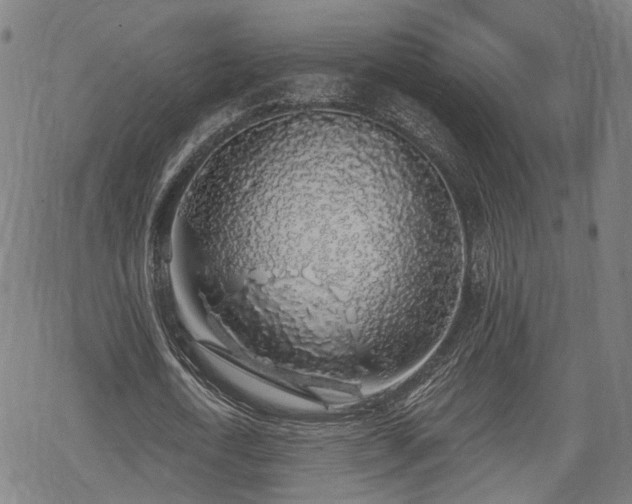 X0000069380722200605121145