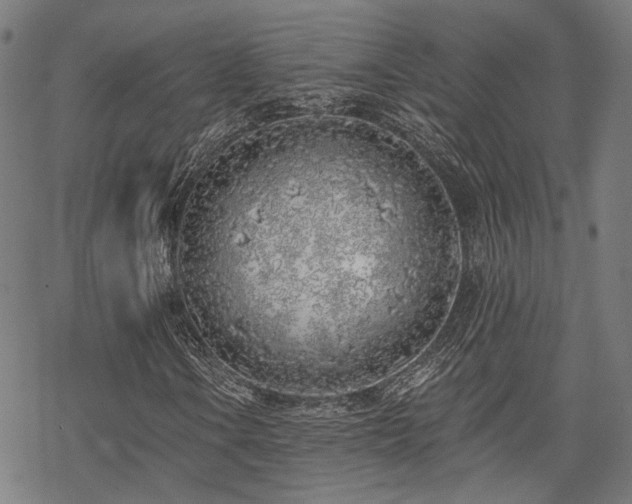 X0000069381106200605121138