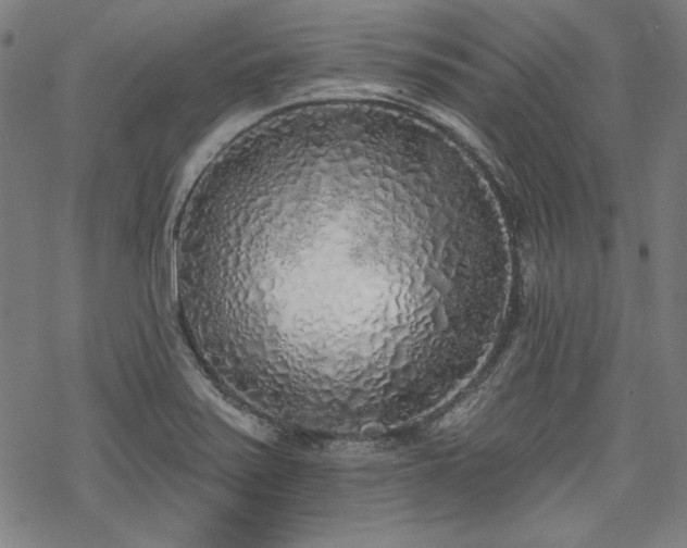 X0000069381371200605121135