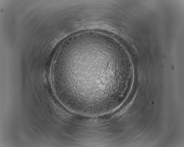X0000069381497200605121132