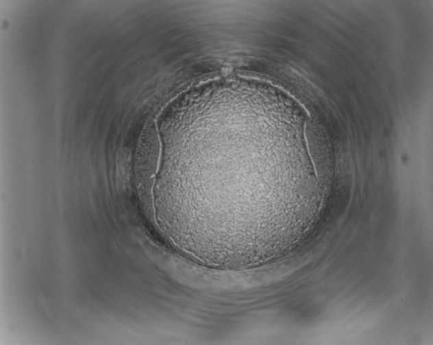 X0000069380030200605150929