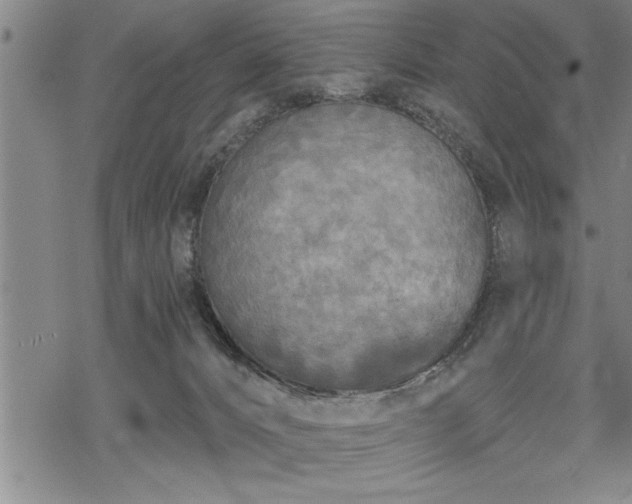 X0000069380032200605150929