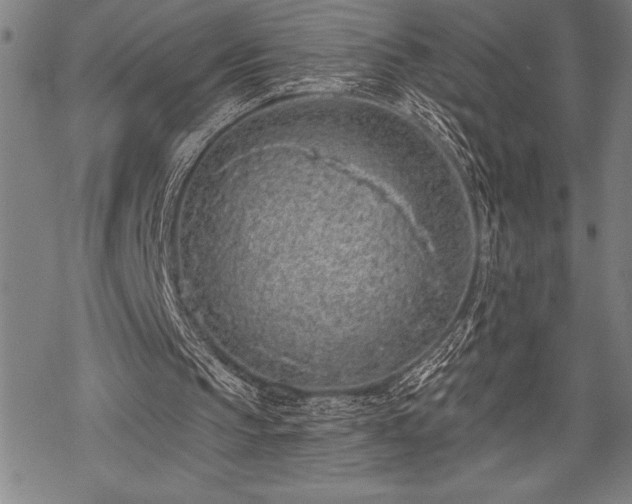 X0000069380145200605150926